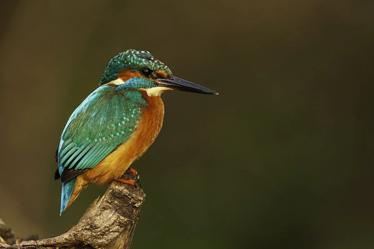 male kingfisher portrait bird British wildlife uk bristol photographer perched