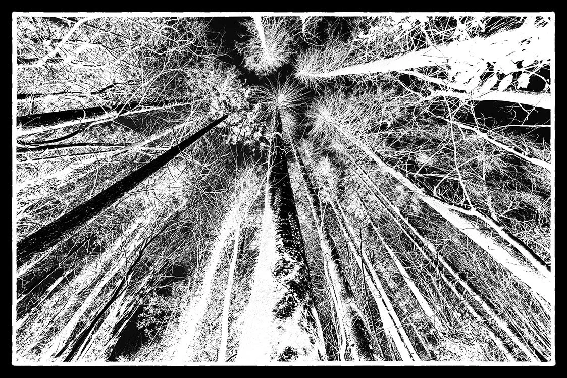 pinnacle bristol photographer photography black white bnw fine art giclee prints award winning trees limited edition don hooper landscape woods forest minimalist