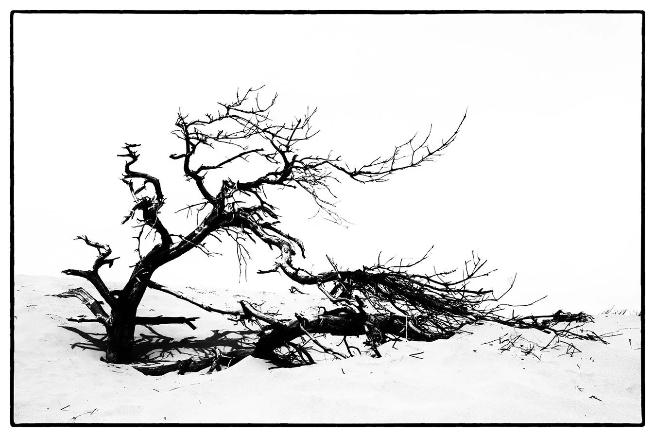 fallen bristol photographer photography black white bnw fine art giclee prints award winning trees limited edition don hooper landscape woods forest minimalist
