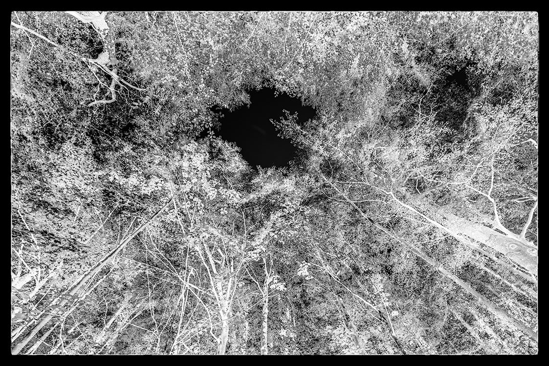 encircled bristol photographer photography black white bnw fine art giclee prints award winning trees open edition don hooper landscape woods forest minimalist