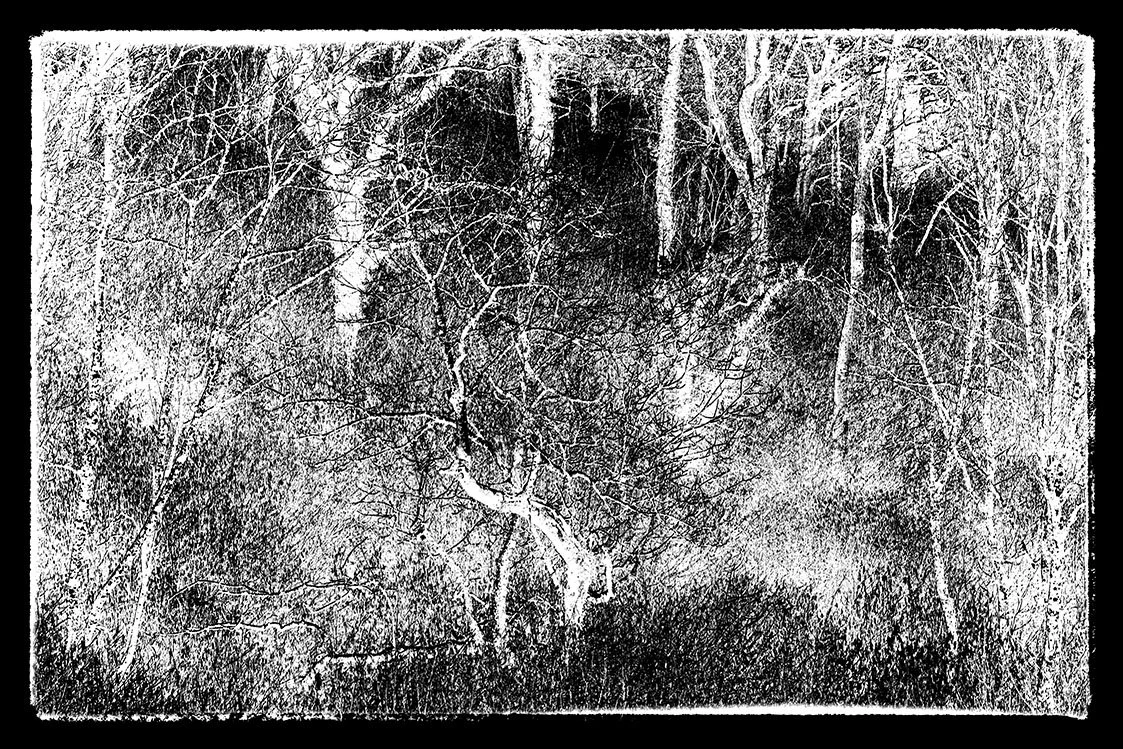 untidy bristol photographer photography black white bnw fine art giclee prints award winning trees open edition don hooper landscape woods forest minimalist