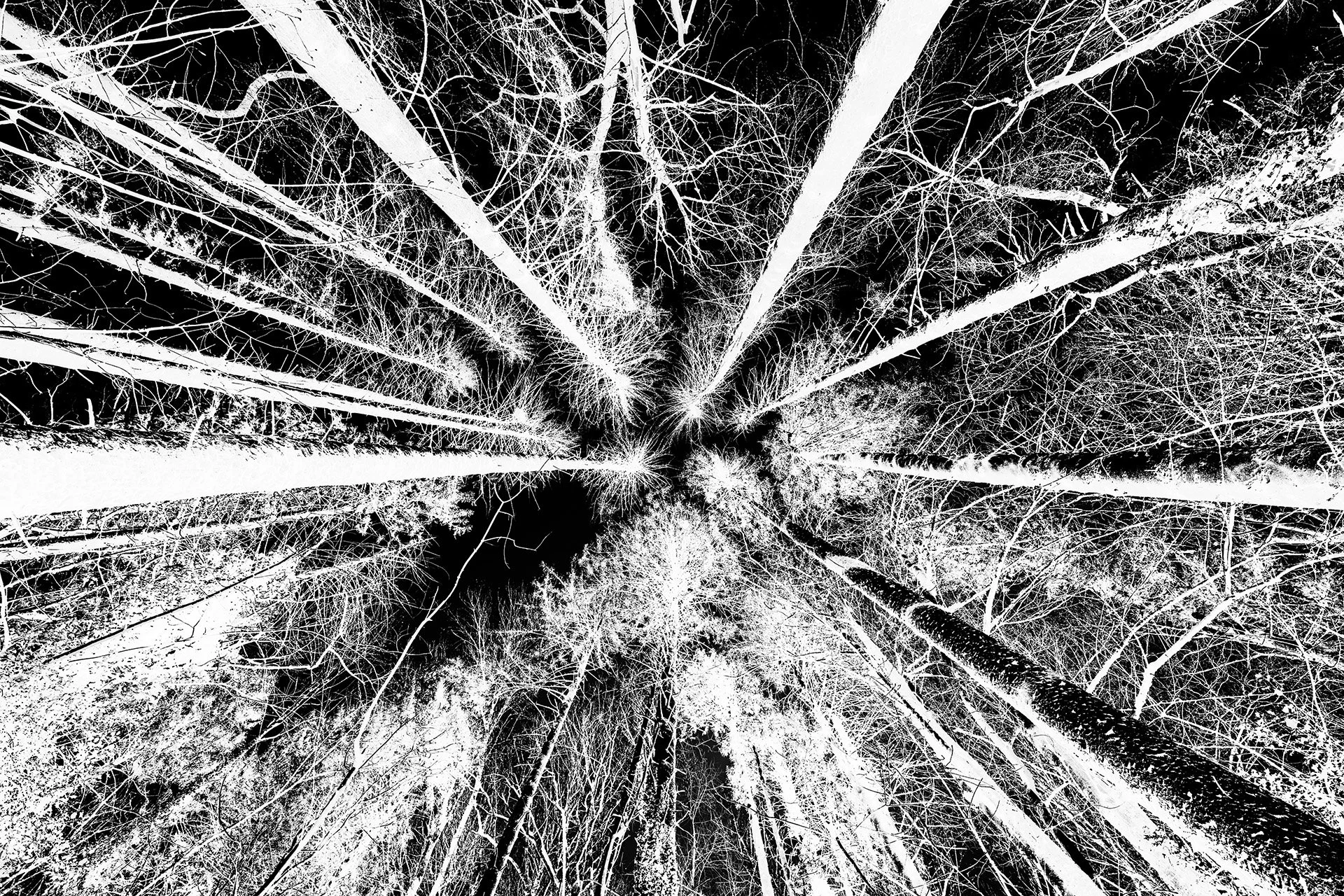 encircle bristol photographer photography black white bnw fine art giclee prints award winning trees limited edition don hooper landscape woods forest minimalist