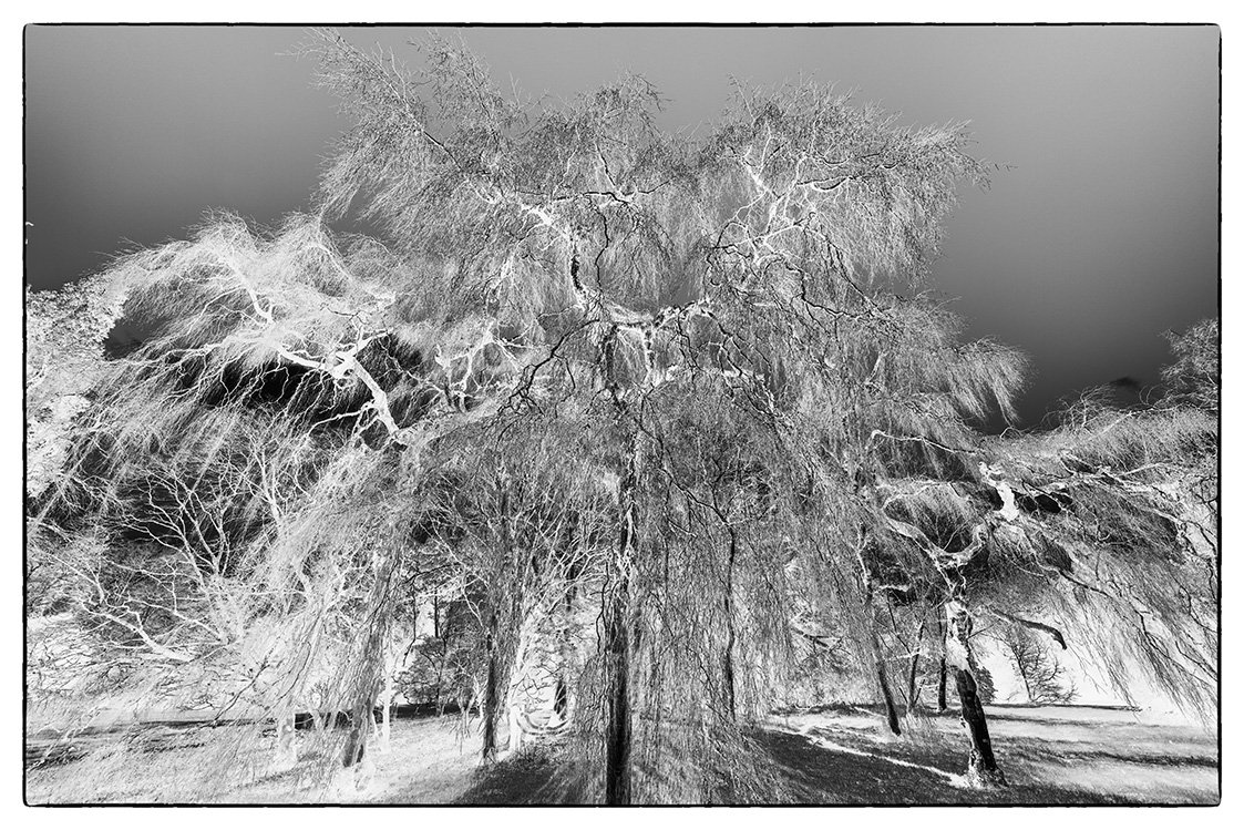 ghostly black white fine art Giclee print bristol photographer tree pictures westonbirt Youngs weeping willow