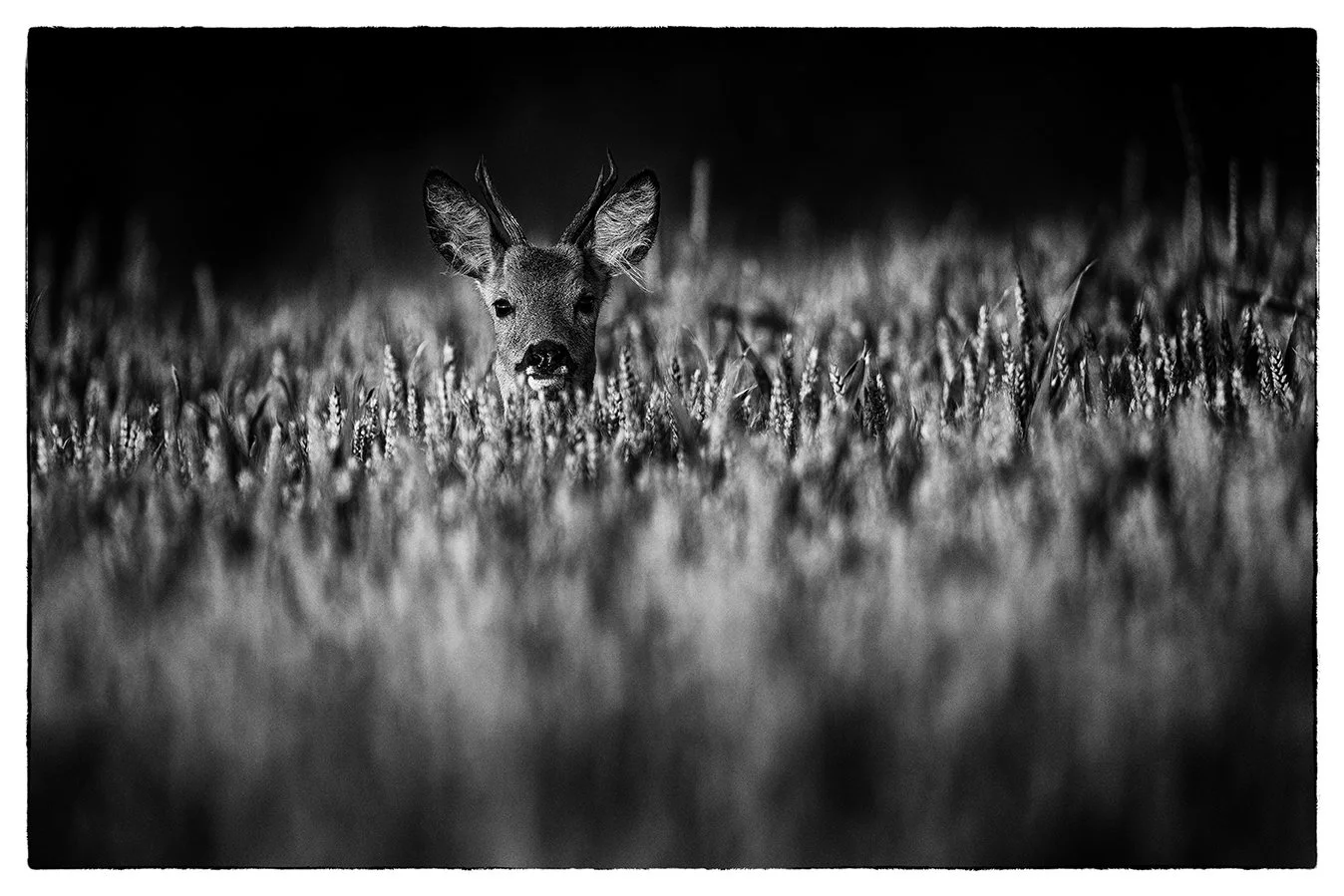 roe deer wheat field buck summer bristol photographer fine art bnw photography giclee prints british wildlife