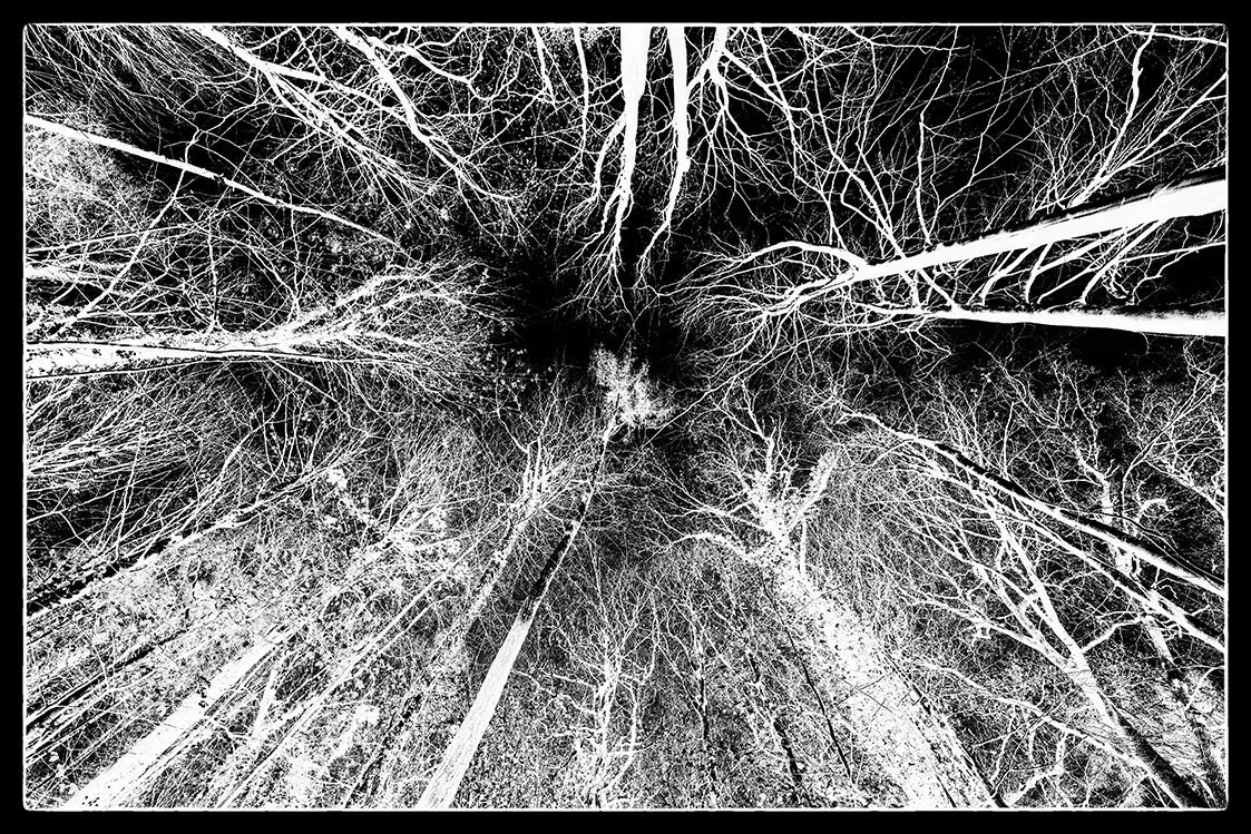bristol photographer bnw photography fine art giclee prints black and white limited edition trees contrast