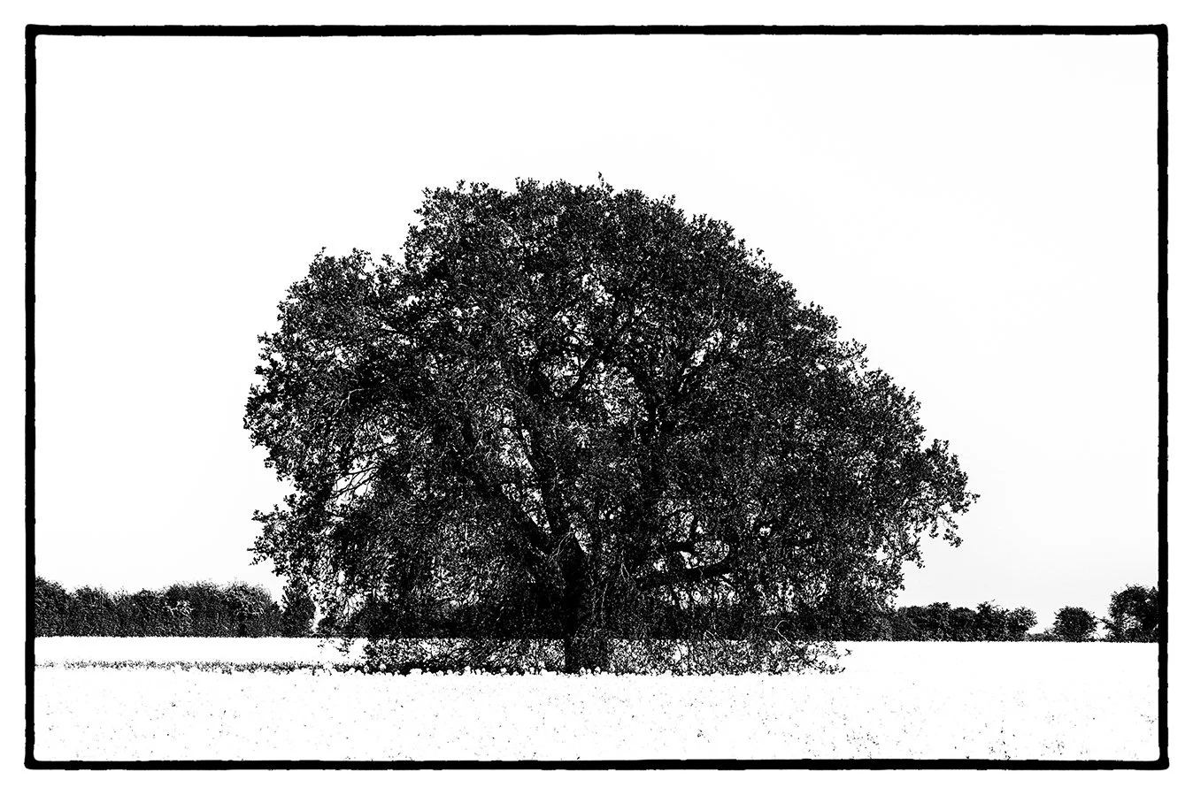 solitude tree black and white photography photograph fine art print giclee bristol photographer