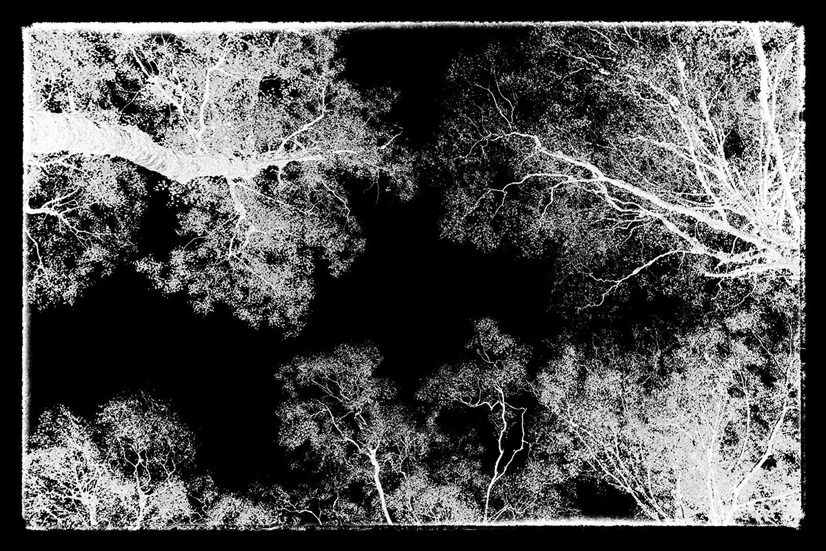 overhead bristol photographer photography black white bnw fine art giclee prints award winning trees open edition don hooper landscape woods forest minimalist