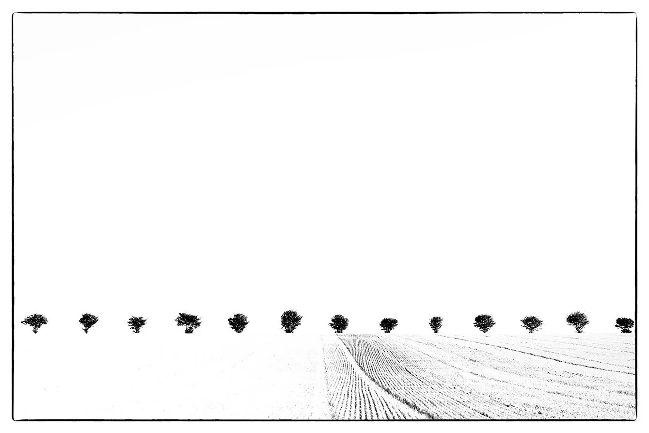 collective bristol photographer photography black white bnw fine art giclee prints award winning trees open edition don hooper landscape woods forest minimalist