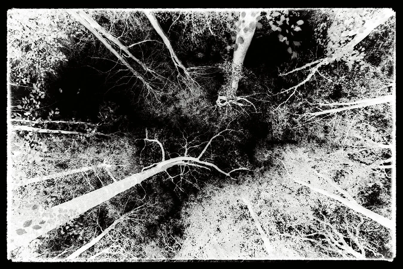 centured bristol photographer photography black white bnw fine art giclee prints award winning trees open edition don hooper landscape woods forest minimalist