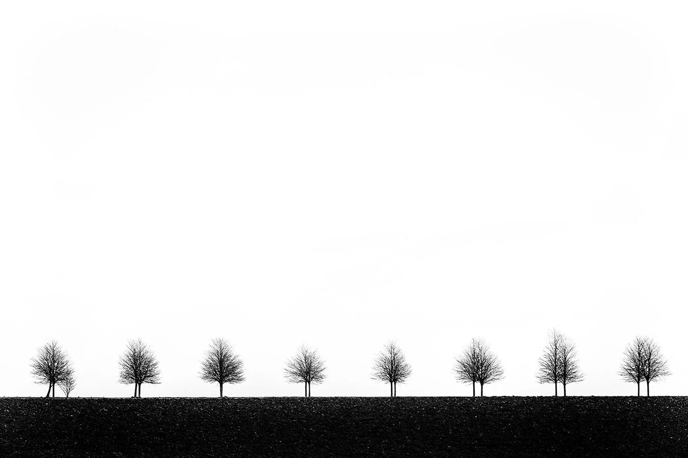 trees black and white photography fine art photographic giclee prints bristol photographer skyline horizon silhouette
