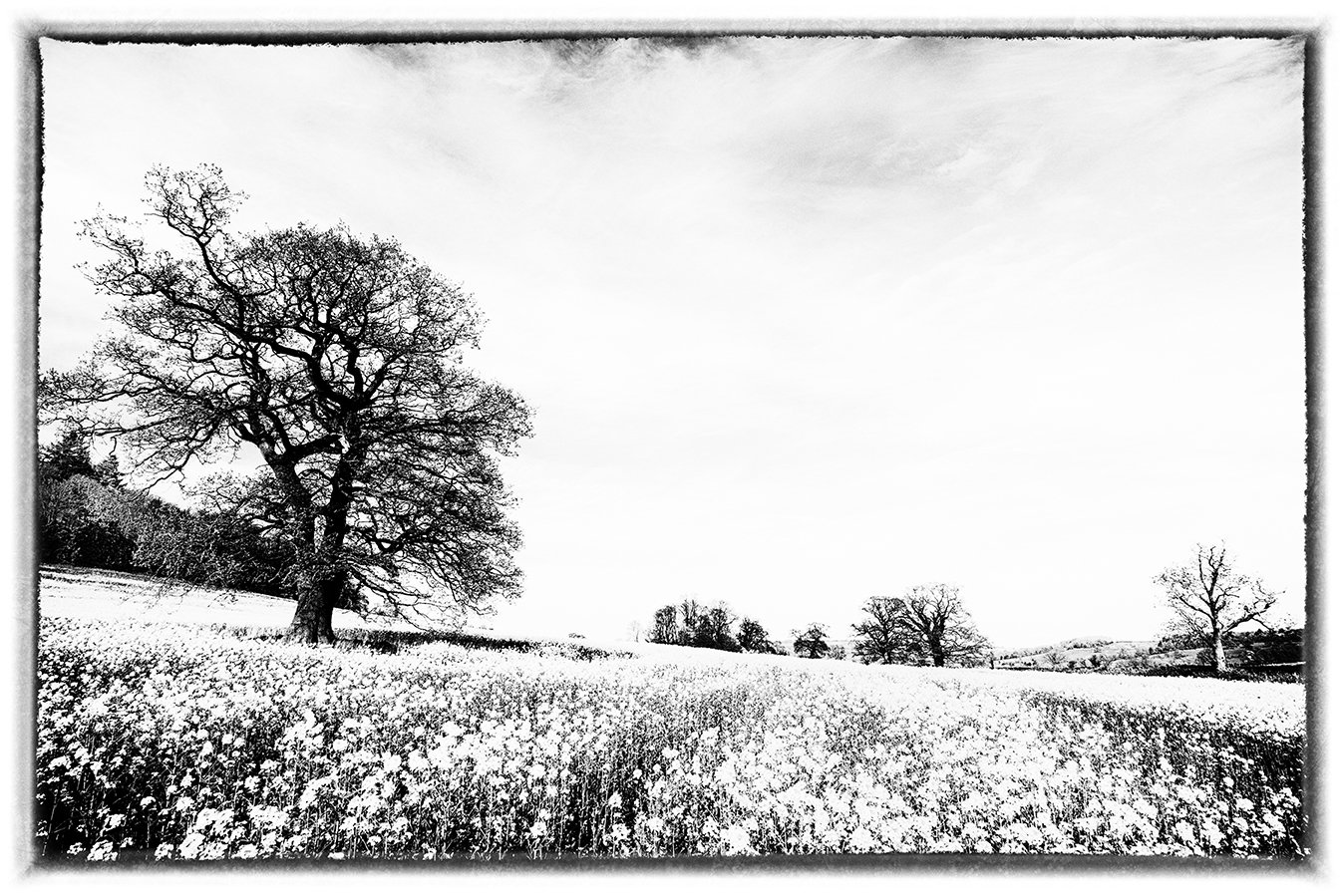rapeseed field tree bnw photography photographer black and white fine art giclee prints don hooper bristol somerset monochrome