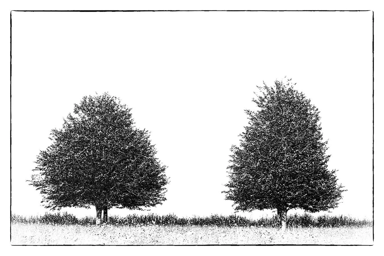bnw photography photographer fine art giclee prints limited edition bristol trees awarded images