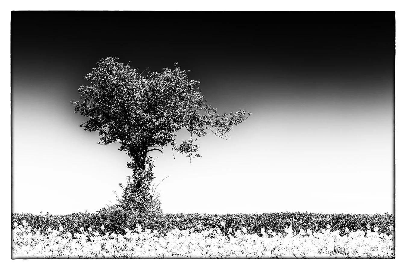 black and white photography fine art giclee limited edition prints bristol photographer lone tree
