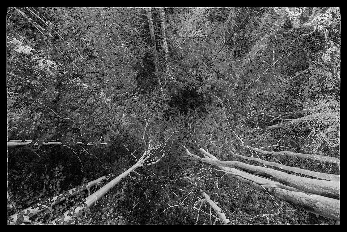 directly bristol photographer photography black white bnw fine art giclee prints award winning trees open edition don hooper landscape woods forest minimalist