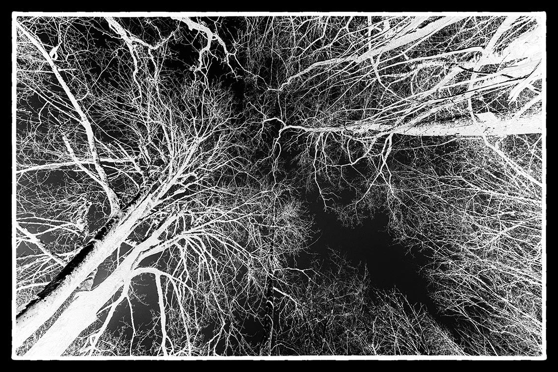separation bristol photographer bnw photography fine art giclee prints black and white trees
