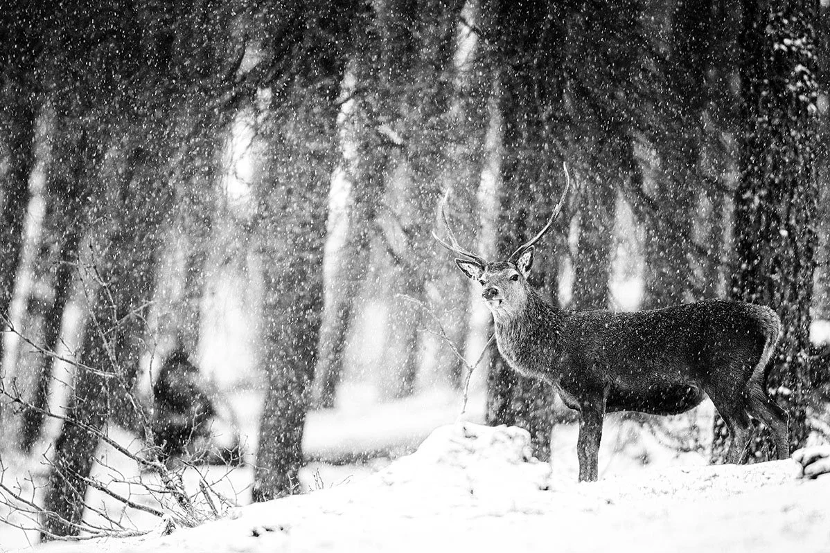red deer stag winter snow snowing snowfall woodland cairngorms bristol photographer fine art black and white bnw photography giclee prints