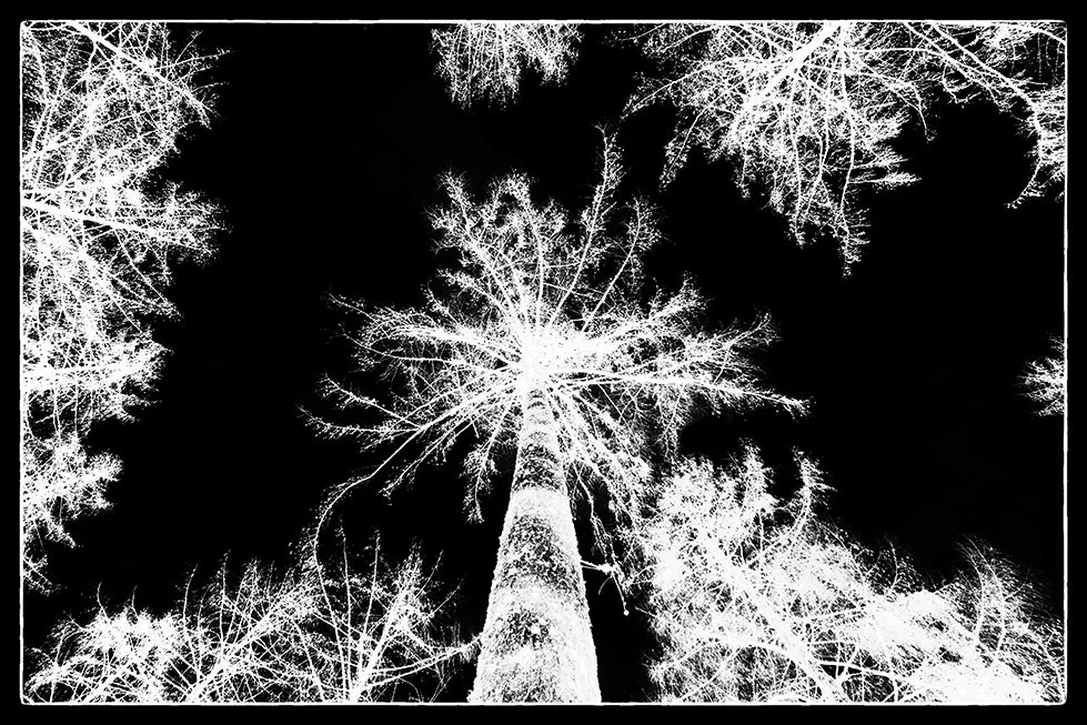 sparkler hybrid larch tree black white photography fine art archival Giclee print bristol photographer westonbirt Arboretum