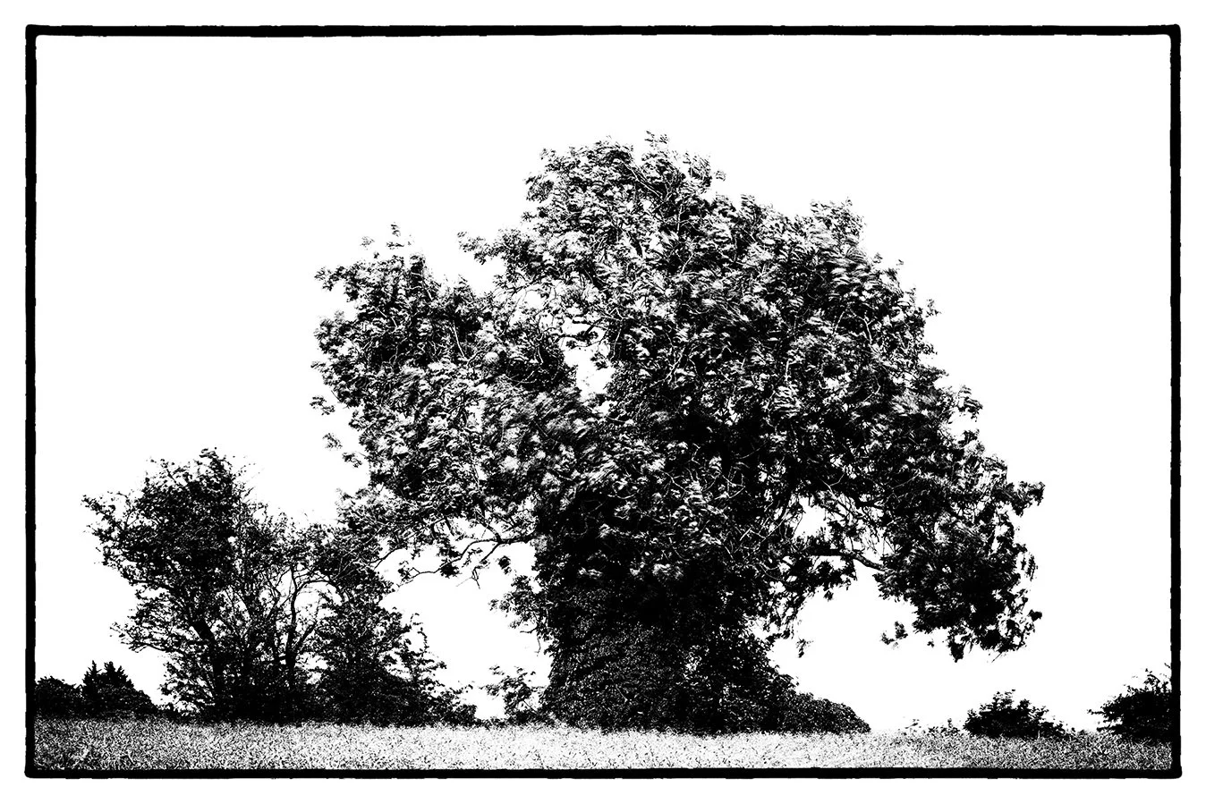 blown tree bnw photography photographer bristol fine art prints giclee award winning