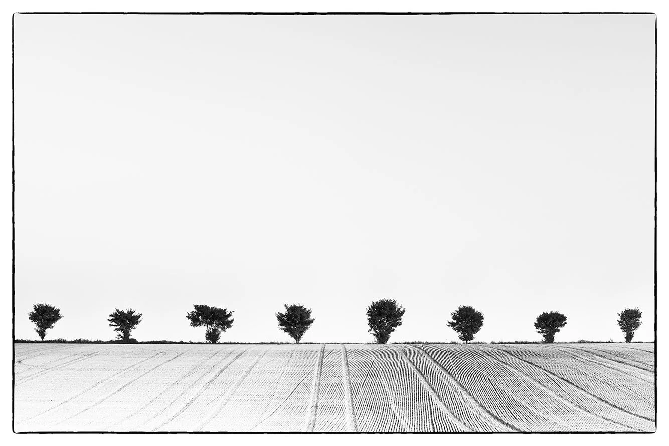 black and white photography fine art giclee limited edition prints bristol photographer line of trees horizon