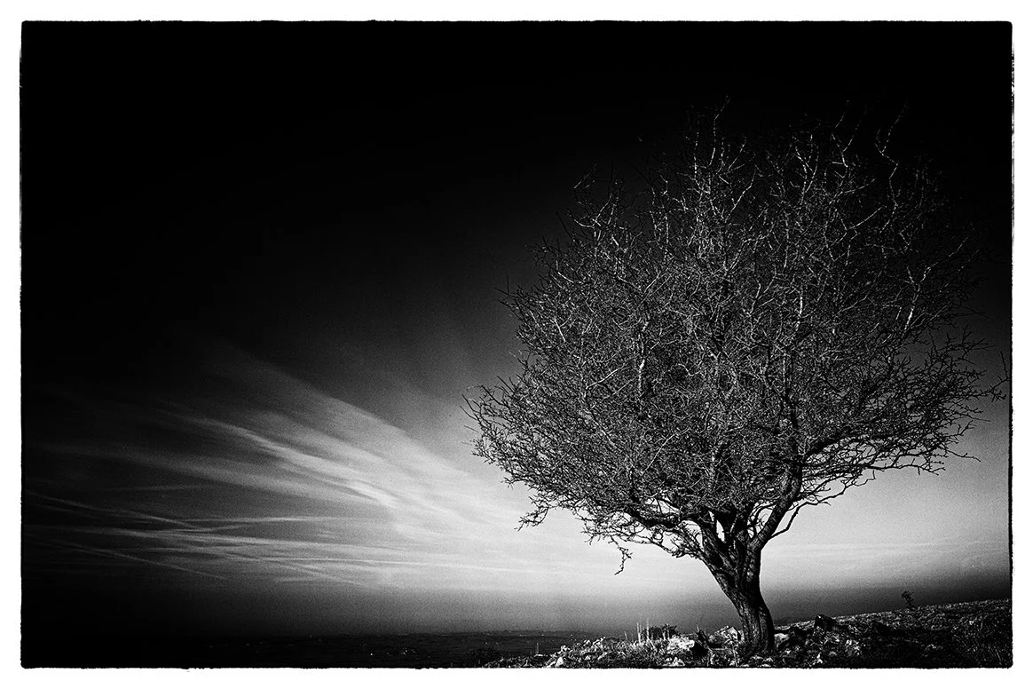 draycott sleights bristol photographer photography black white bnw fine art giclee prints award winning trees open edition don hooper landscape woods forest minimalist