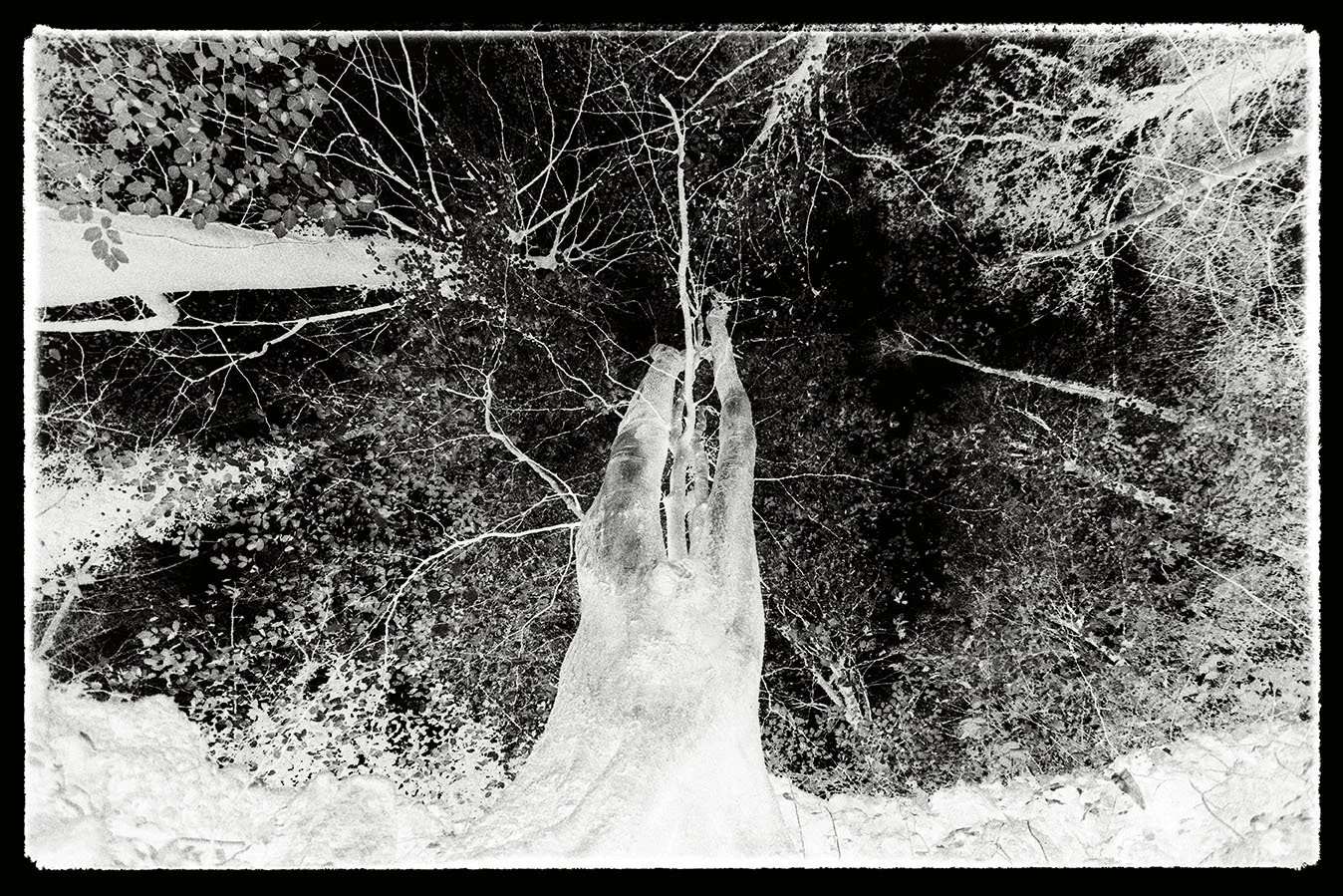 rising bristol photographer photography black white bnw fine art giclee prints award winning trees limited edition don hooper landscape woods forest minimalist