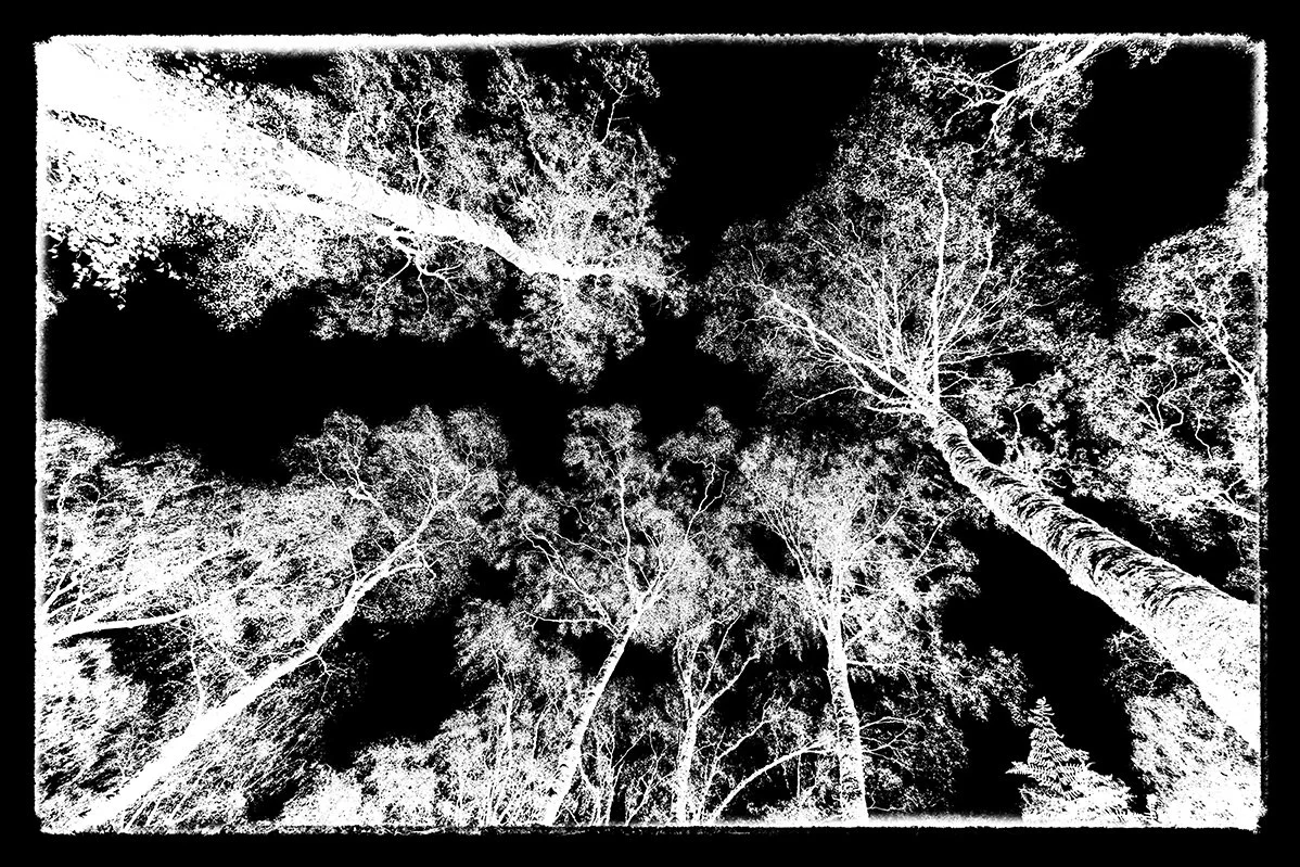 spread bristol photographer photography black white bnw fine art giclee prints award winning trees open edition don hooper landscape woods forest minimalist