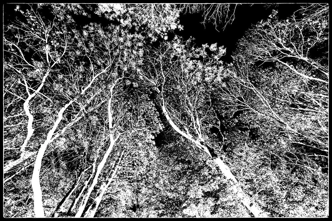 branching out bristol photographer photography black white bnw fine art giclee prints award winning trees open edition don hooper landscape woods forest minimalist