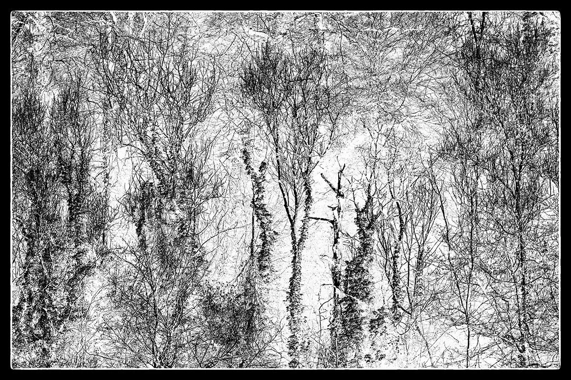 amount the trees bristol photographer photography black white bnw fine art giclee prints award winning trees limited edition don hooper landscape woods forest minimalist