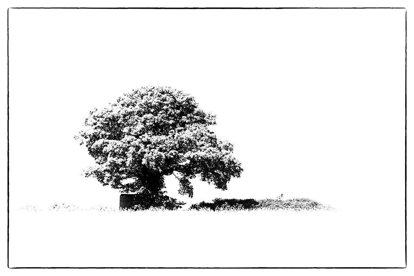 black and white photography fine art giclee prints bristol photographer lone tree silhouette