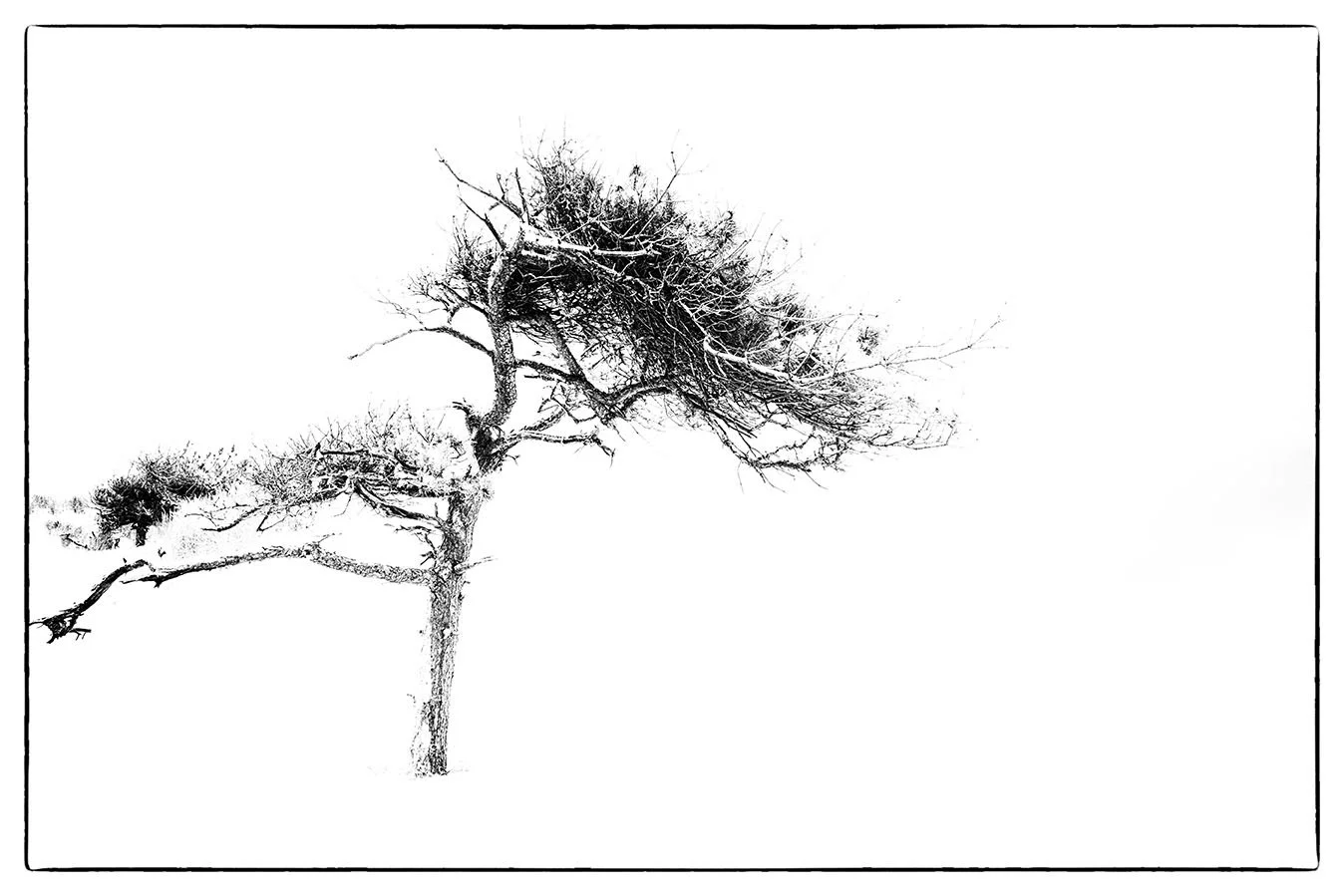 bristol photographer trees award winning fine art photography black and white print