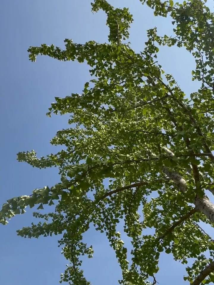 As I navigate the uncertainty of the path ahead, one thing becomes clear - all things in life are impermanent, changeable.. every second, every minute, every day. 

This is both the blessing and the stark realisation of the human experience.

When pa