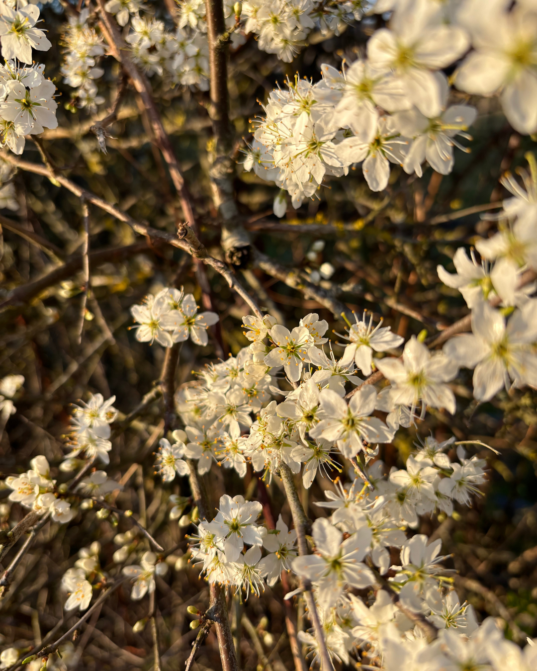 Close-up of white flowering blossoms on a bush.