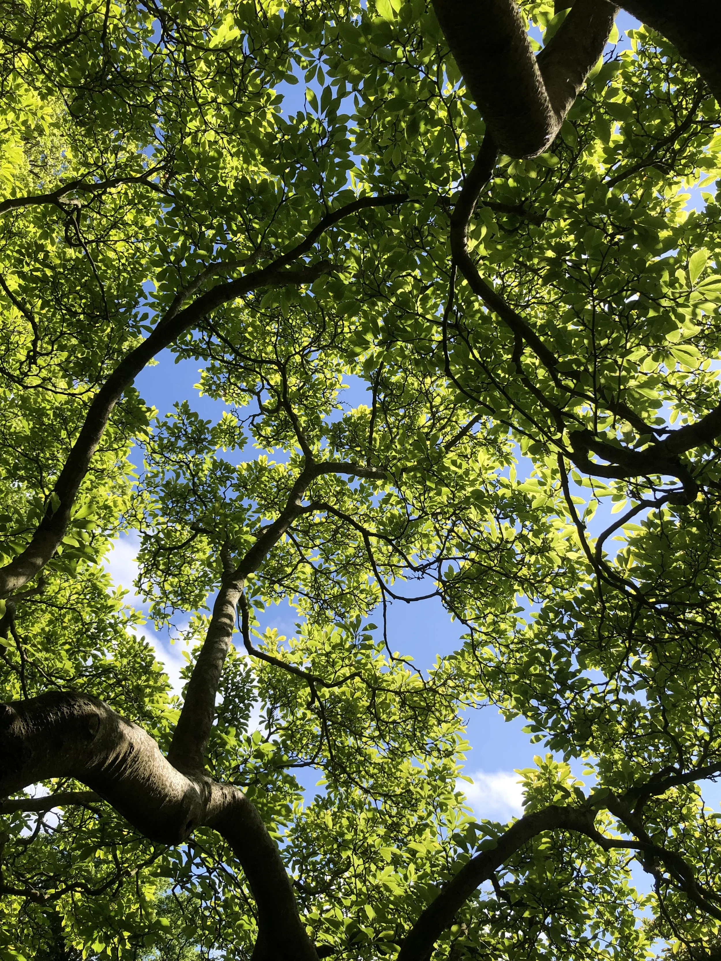 Acupuncture for chronic pain, migraines, and fibromyalgia in London - a gentle approach to pain relief at Emily’s Hackney and Westminster clinics.