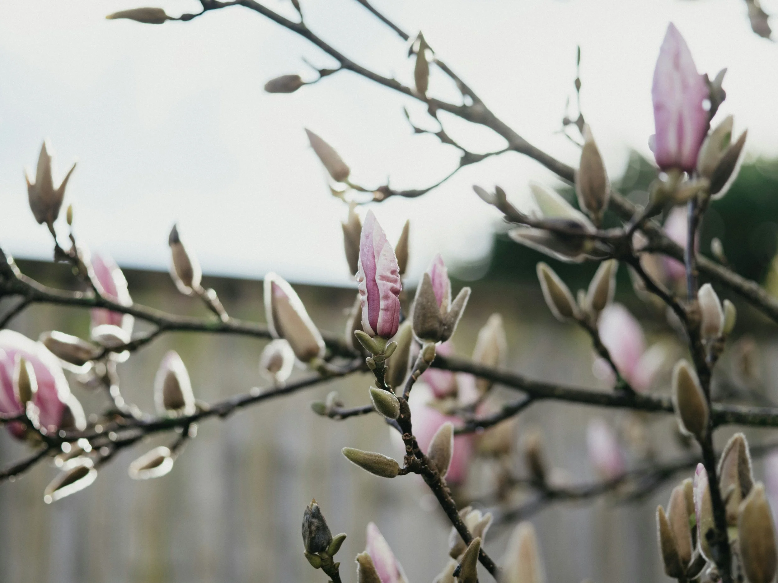 Fertility and IVF acupuncture support in London - a grounded, supportive space at Emily’s Hackney and Westminster clinics.