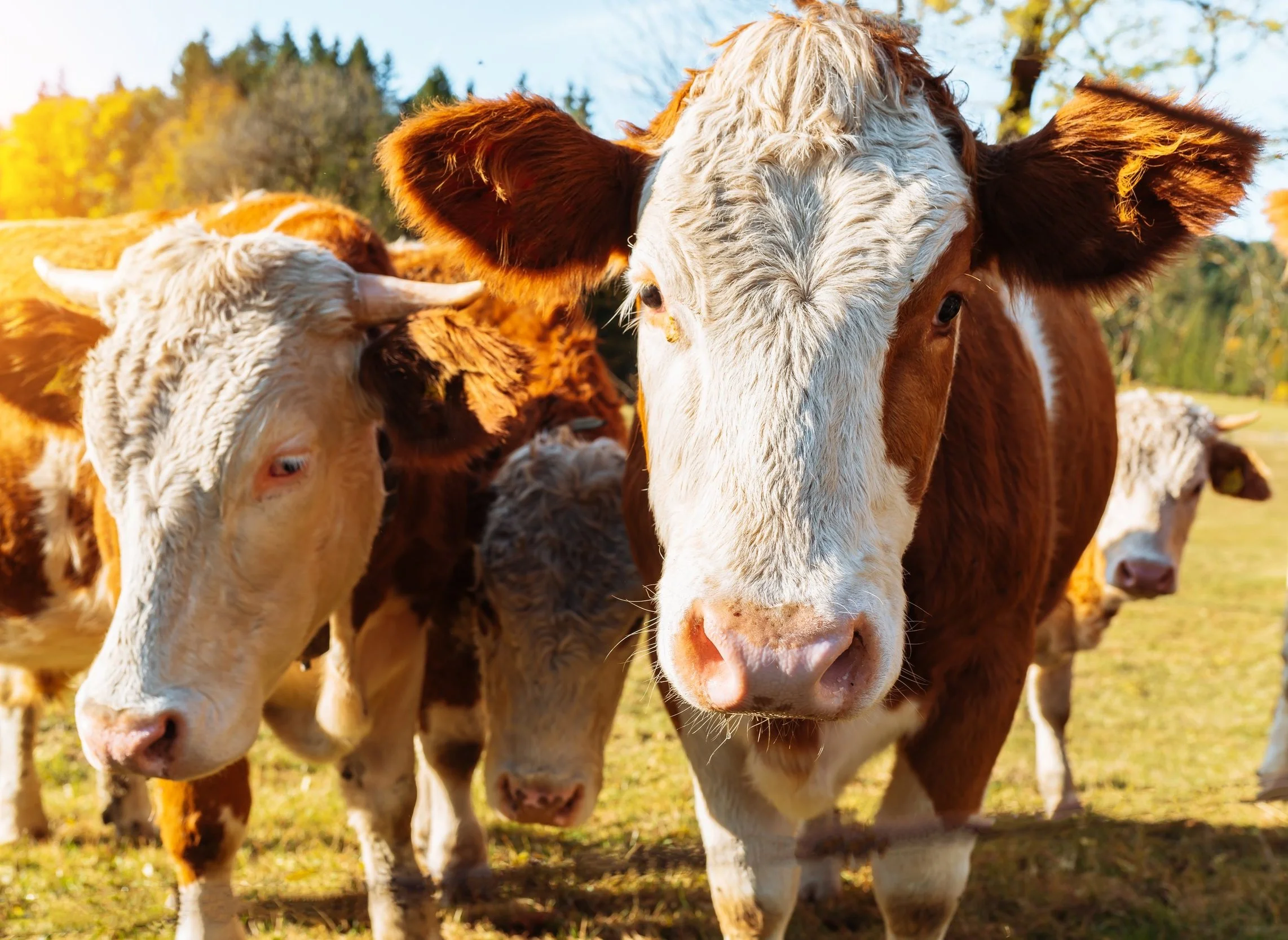 Herd of Cows grazing in the meadows close up