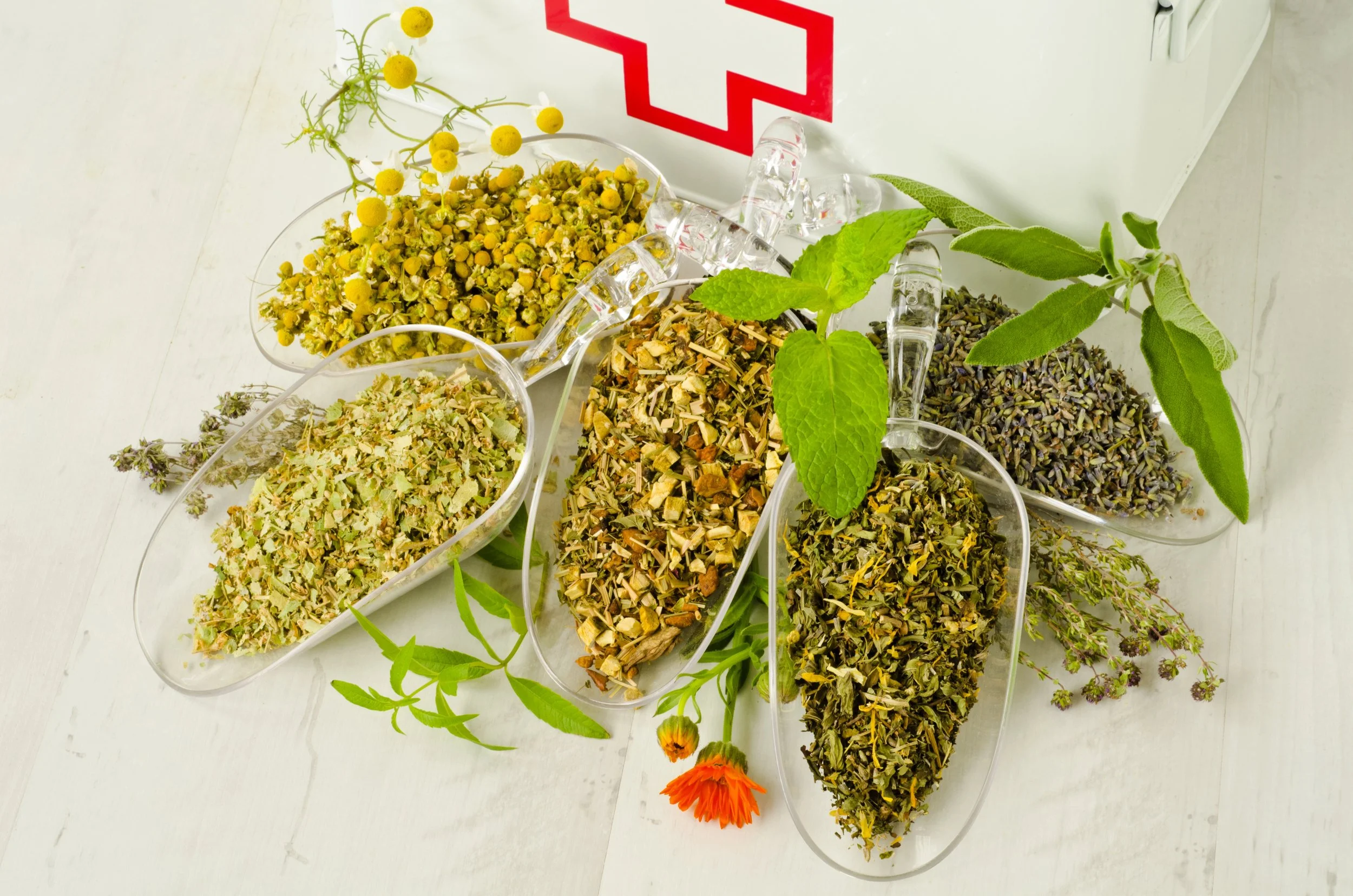Herbal First Aid Workshop