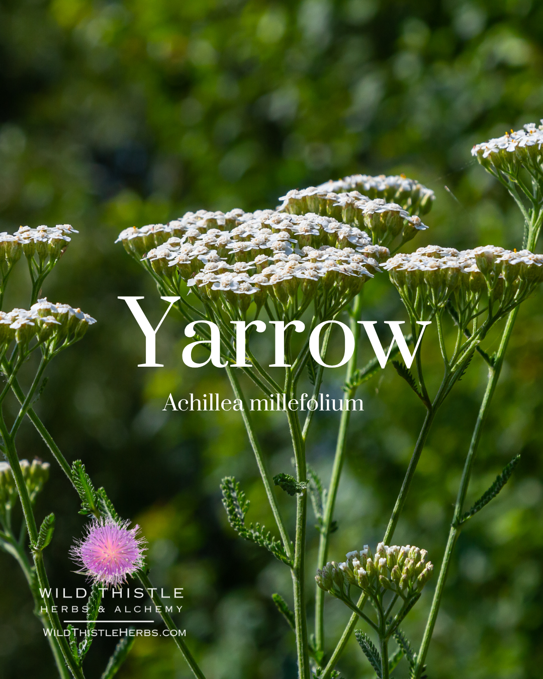 Yarrow