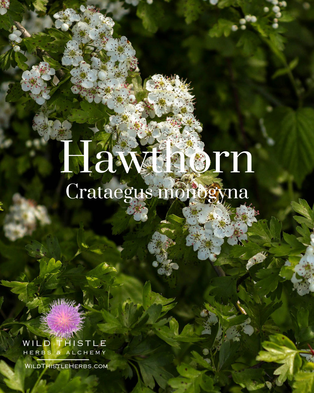 Hawthorn