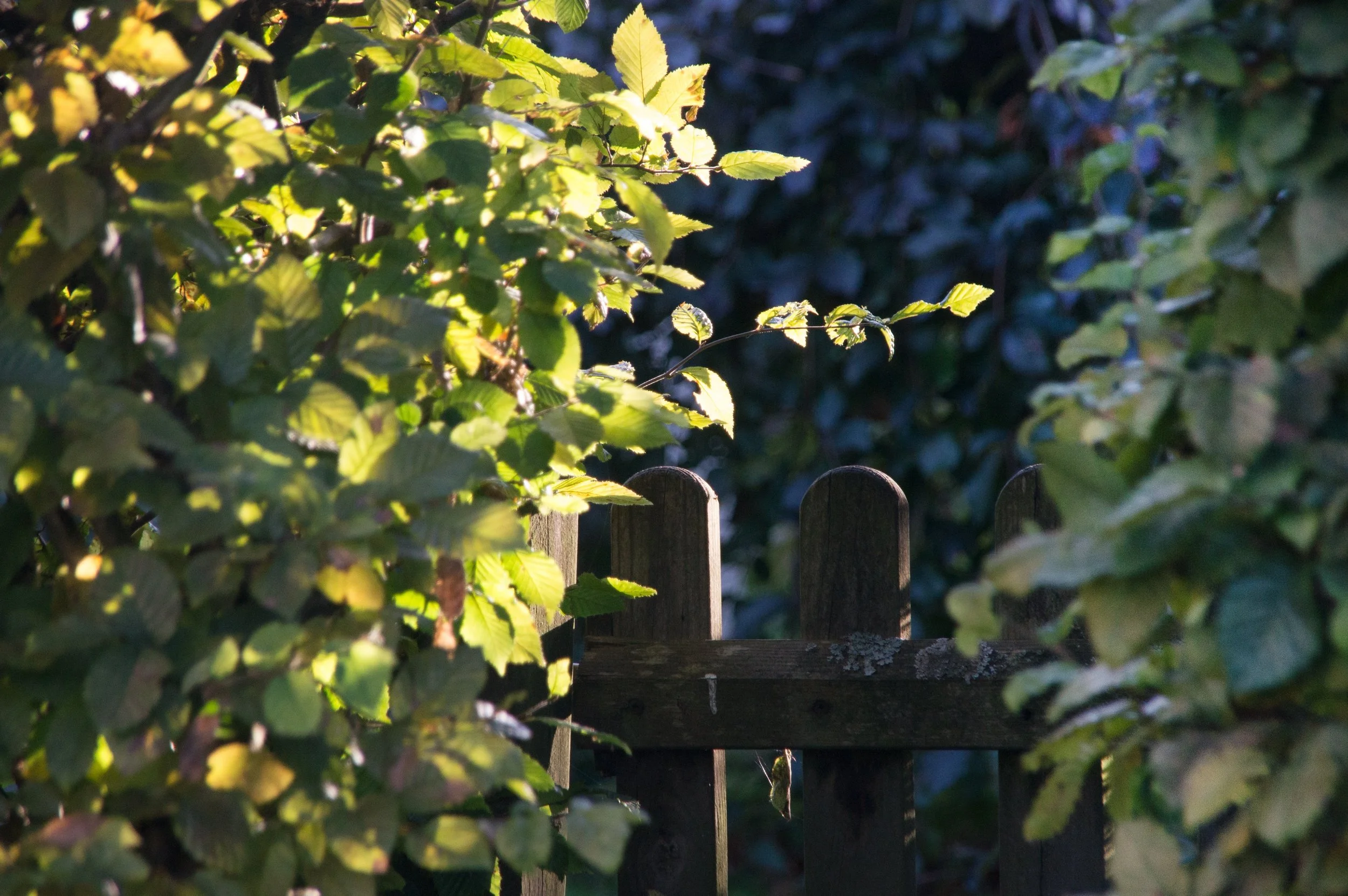 Sunlight filtering through garden leaves at Wild Thistle Herbs and Alchemy.