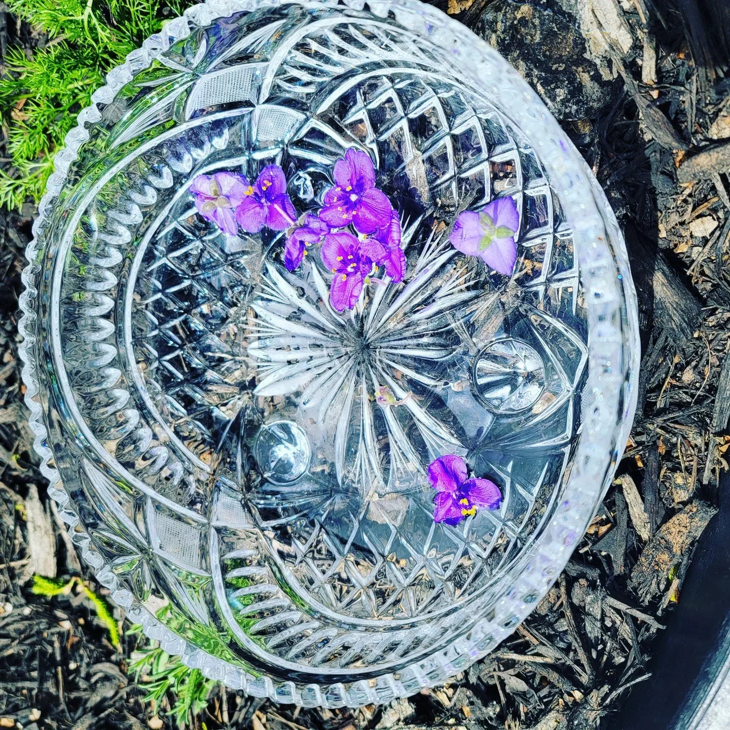 What are Flower Essences?