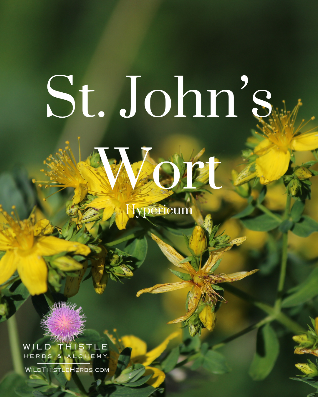 St. John’s Wort