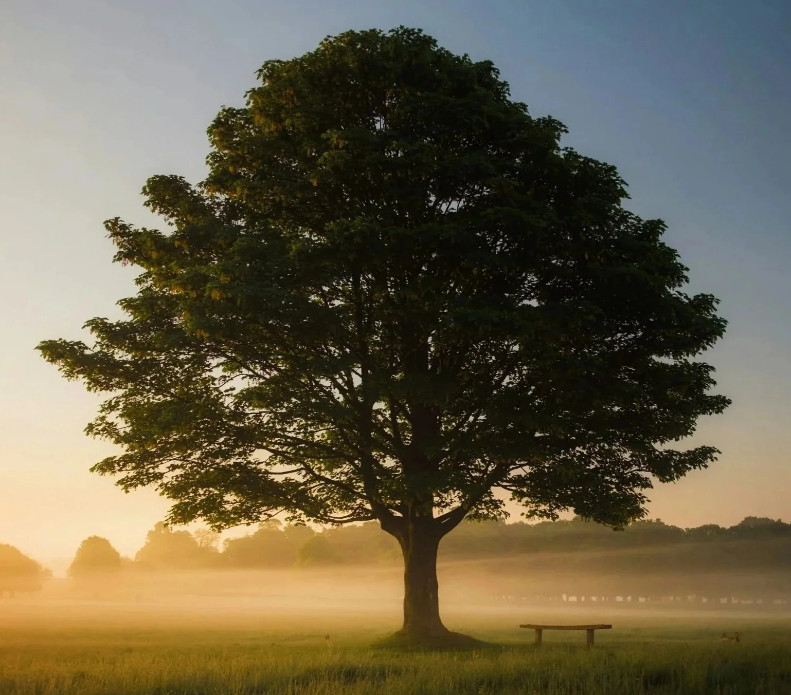 Tier Three — A Transformational Program