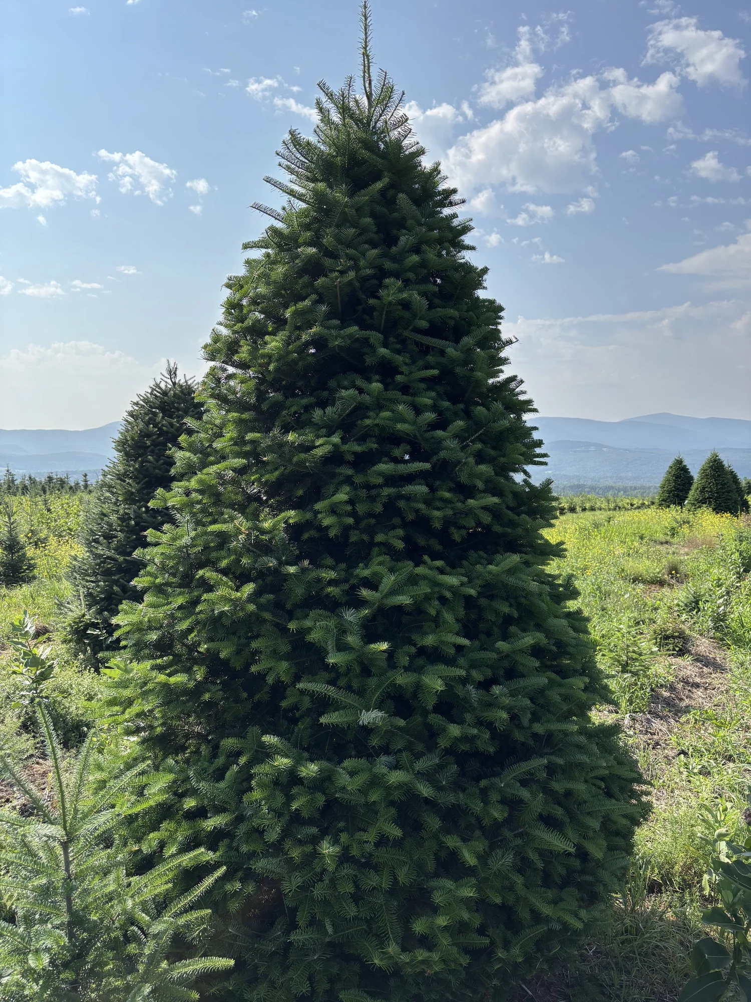 Trees | Mitchell Christmas Trees | Scottsdale
