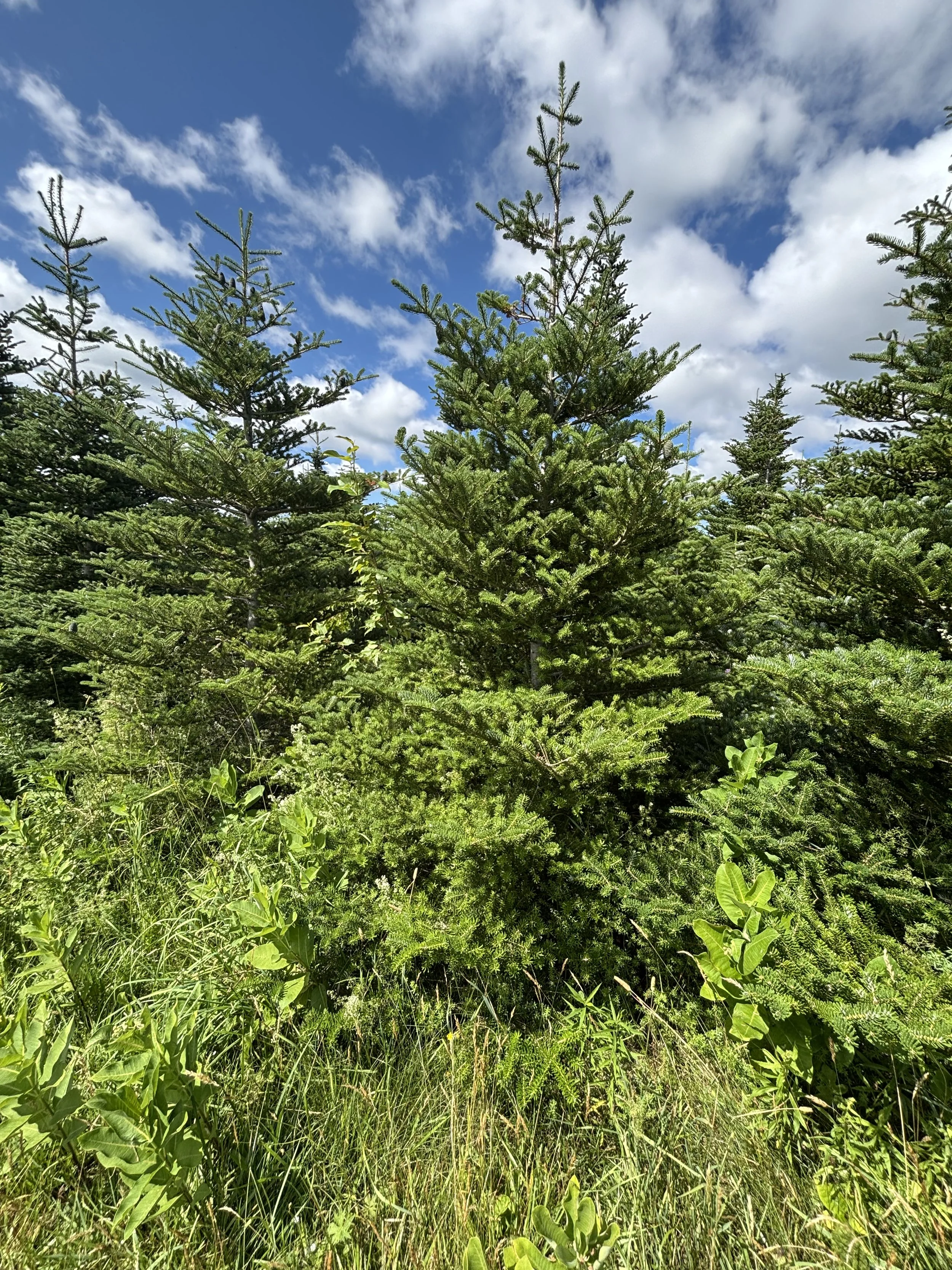 IMG_2296.jpeg