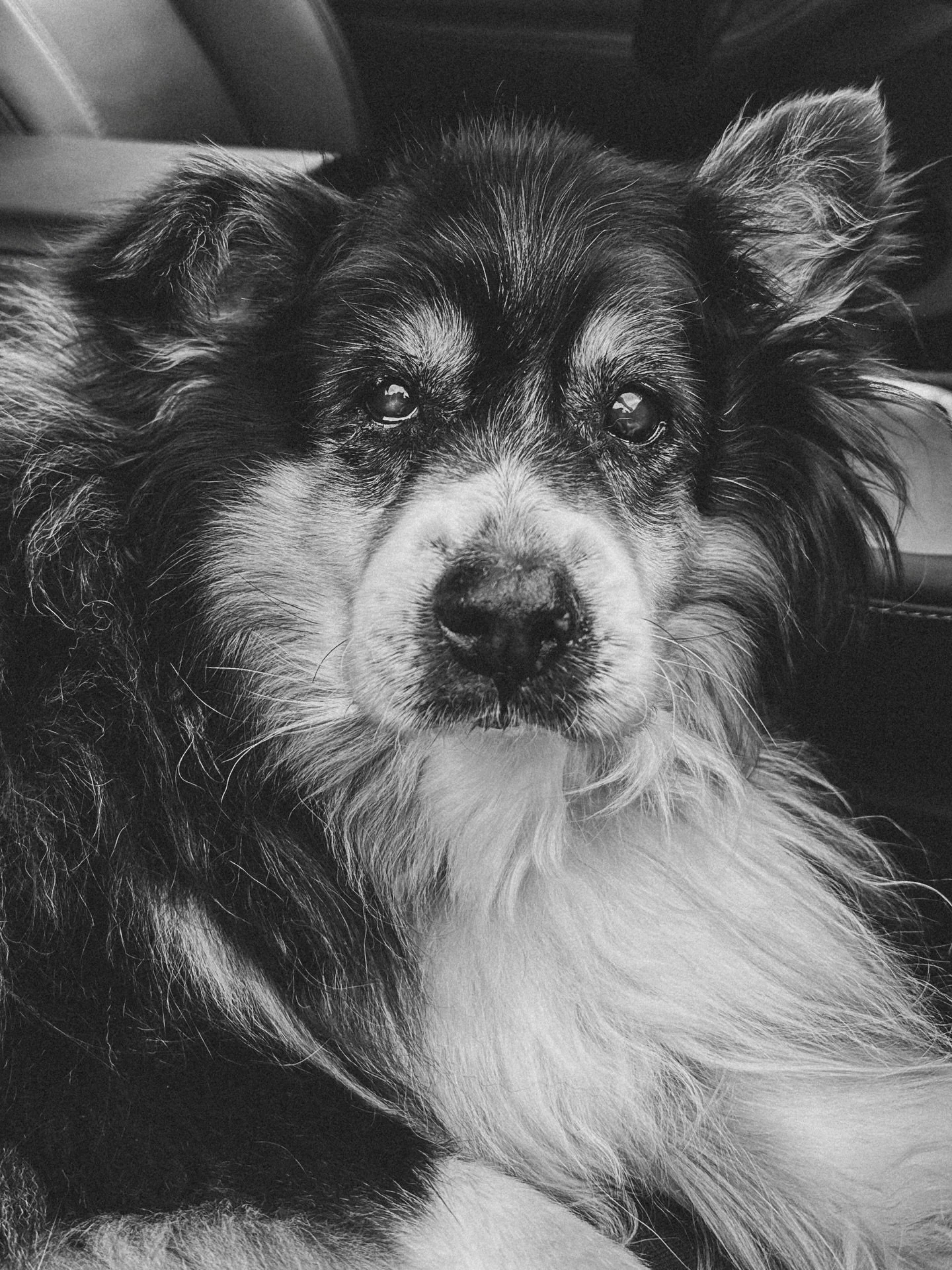 We were supposed to be flying to Florida today, taking our first big trip as a family of four for Charlie&rsquo;s first birthday. But Gretta&hellip; I couldn&rsquo;t leave her. Our time feels limited lately.

She turned 17 earlier this month and I wo