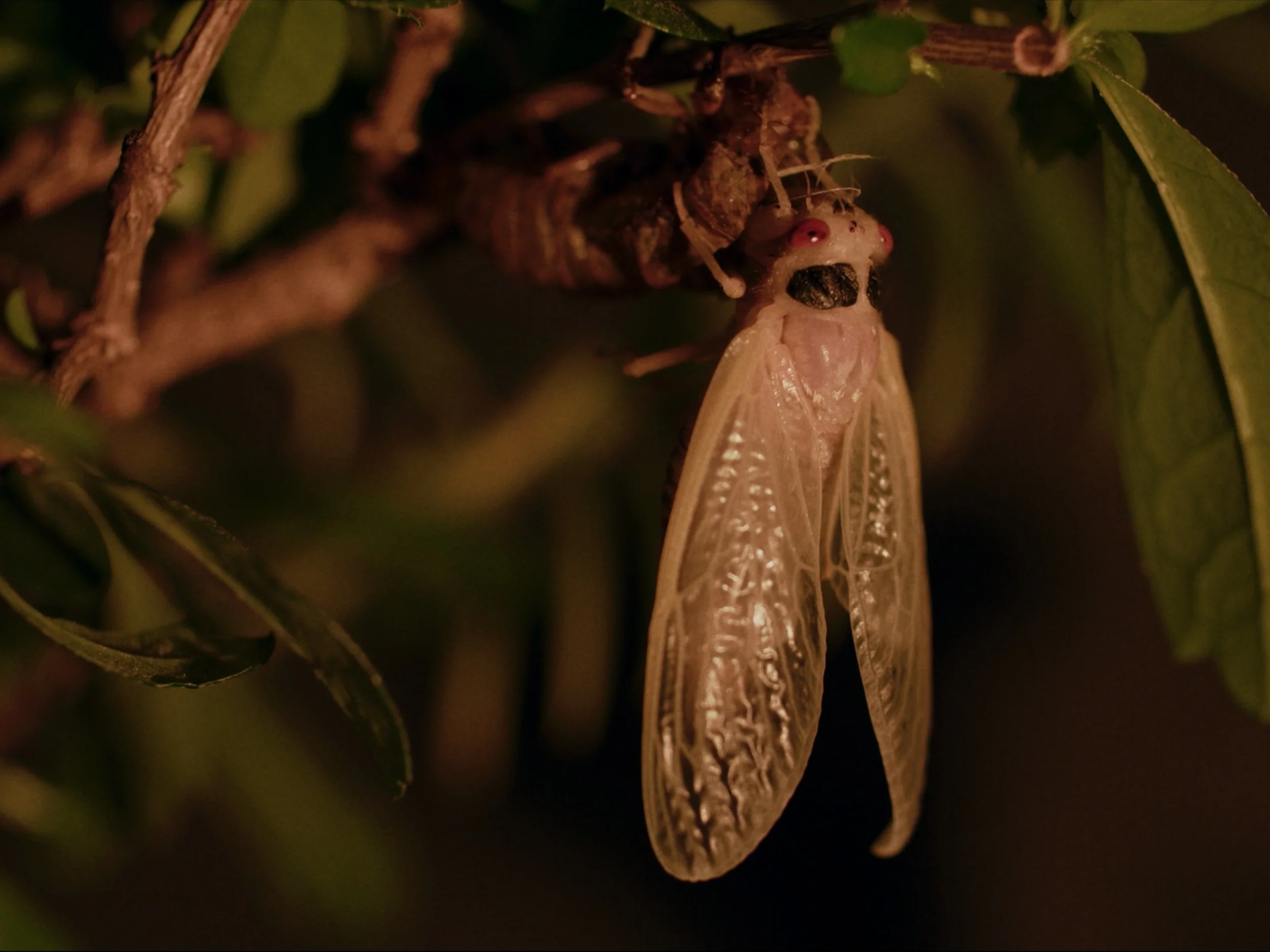 A+Cicada+in+the+Lamplight.jpg