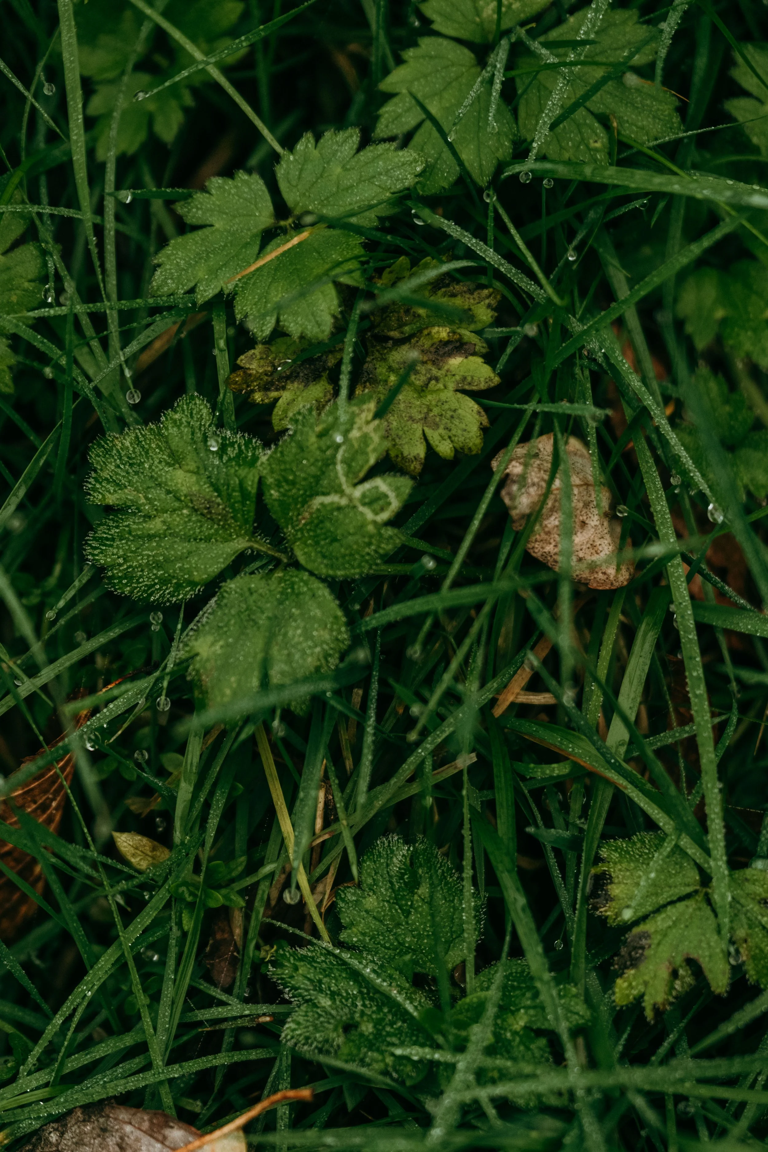 DSCF5395.jpg