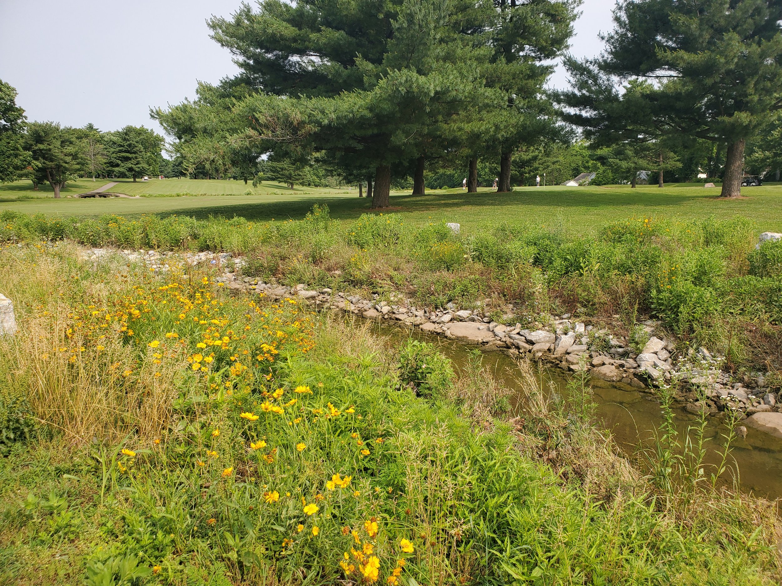 Advancing Water Quality in Lexington: A Decade of Progress in the Wolf Run Watershed