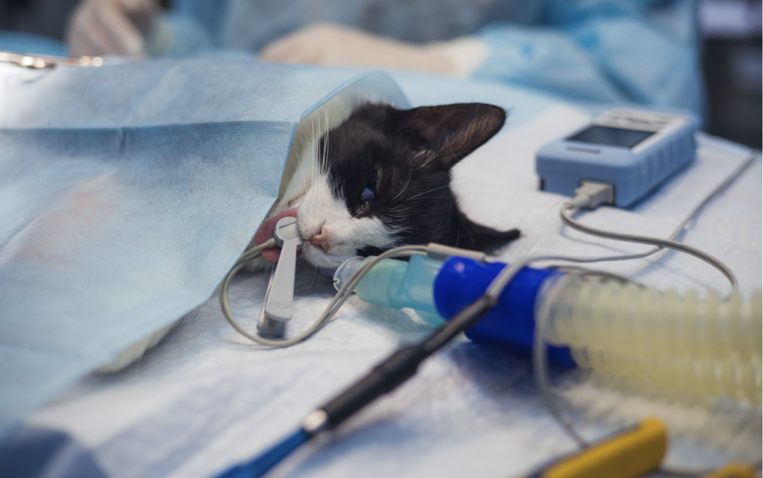 Il supporto del tecnico veterinario nella gestione dell’anestesia - Parte II