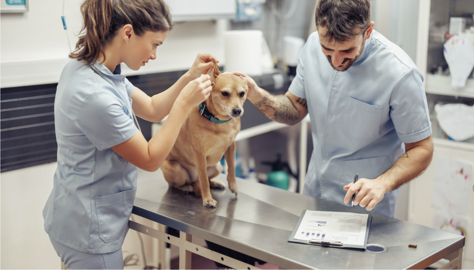 Meglio un tecnico veterinario o un assistente veterinario?